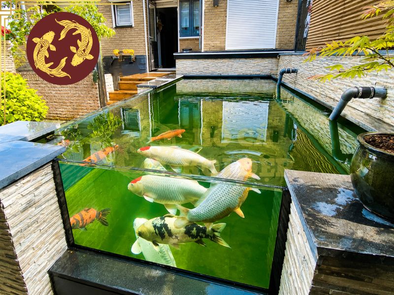 Có nên nuôi cá koi trong bể kính? Những lưu ý bạn không nên bỏ qua 4 Môi trường nước nên có pH khoảng 7.0 - 7.5 và nhiệt độ khoảng 28°C