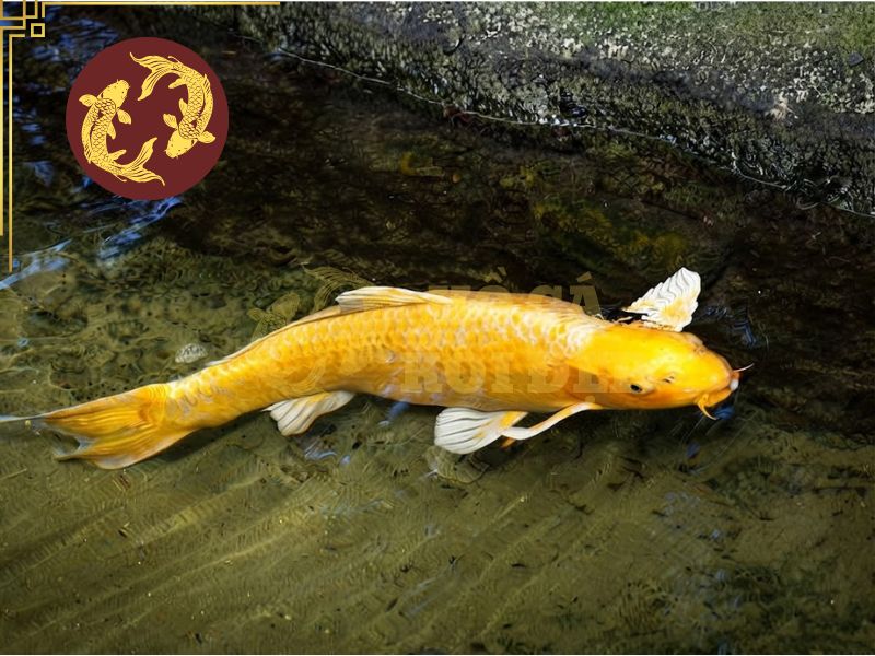 Cá koi Ogon – Vẻ đẹp ánh kim đầy cuốn hút của dòng koi Nhật Bản 2 Đây là dòng cá thân dài và dáng bơi rất uyển chuyển, mềm mại