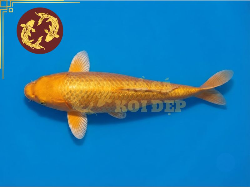 Cá koi Ogon – Vẻ đẹp ánh kim đầy cuốn hút của dòng koi Nhật Bản 5 Orenji Ogon