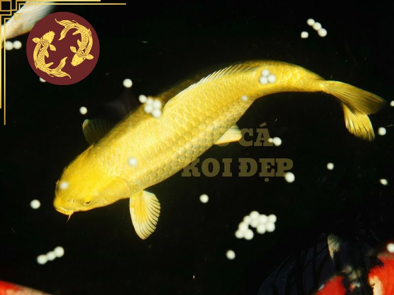 Cá koi Ogon – Vẻ đẹp ánh kim đầy cuốn hút của dòng koi Nhật Bản 9 Ogon đã và đang trở thành một trong những dòng koi được ưa chuộng nhất trên thế giới