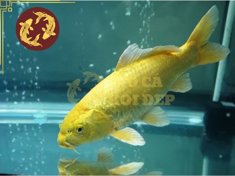 Cá koi Ogon – Vẻ đẹp ánh kim đầy cuốn hút của dòng koi Nhật Bản 8 Cần chú ý đến màu sắc và độ sáng trên lớp da của Ogon