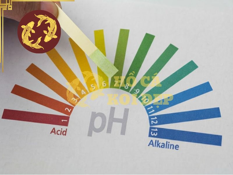 pH nước hồ Koi bao nhiêu là chuẩn? Cách đo và điều chỉnh 1 Duy trì pH nước hồ Koi từ 7.0 đến 7.5 là mức lý tưởng nhất