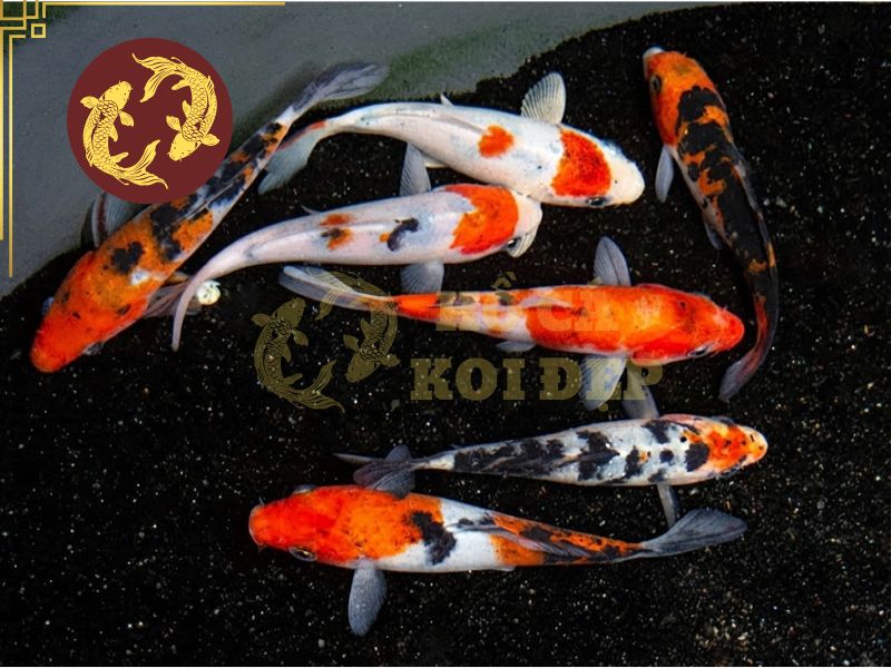 Nhờ đâu mà cá koi sanke đặc biệt trong họ nhà koi? 1 Cá koi sanke được xếp vào nhóm cá koi danh giá nhất (Gosanke) tại Nhật Bản