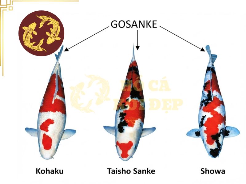 Nhờ đâu mà cá koi sanke đặc biệt trong họ nhà koi? 2 Nhóm Gosanke danh giá của làng cá koi đẹp