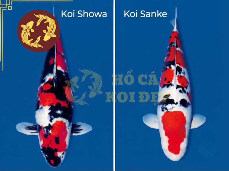 Nhờ đâu mà cá koi sanke đặc biệt trong họ nhà koi? 3 Nhận diện Koi Showa và Koi Sanke