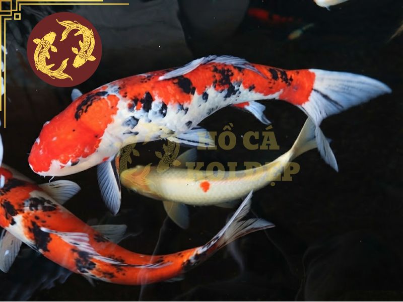 Nhờ đâu mà cá koi sanke đặc biệt trong họ nhà koi? 5 Sanke là một trong những dòng mang giá trị sưu tầm cao