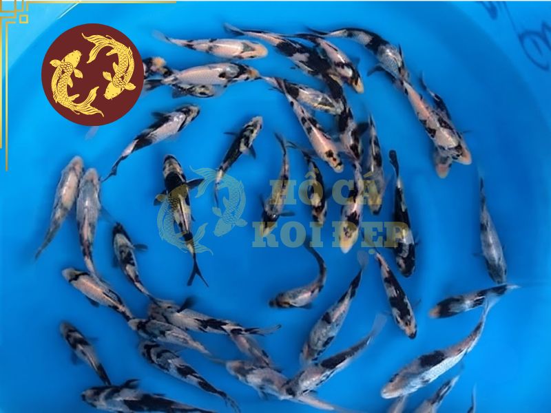Cá koi Shiro Utsuri – Biểu tượng của sự cân bằng và mạnh mẽ 2 Shiro mang theo vẻ ngoài mạnh mẽ nhưng không kém phần thanh lịch