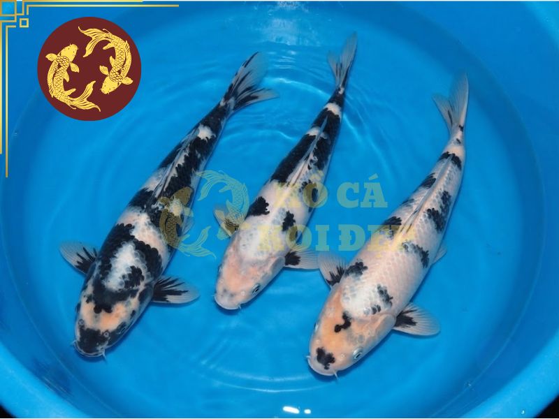 Cá koi Shiro Utsuri – Biểu tượng của sự cân bằng và mạnh mẽ 4 Ngoài thân hình tổng thể, cần chú ý đến phần lưng và đuôi khi chọn cá