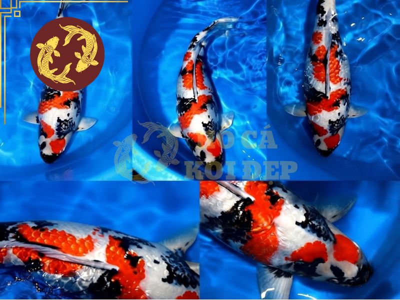 Tìm hiểu cá koi Showa – Biểu tượng quyền lực trong văn hóa Nhật Bản 3 Hình thể cũng góp phần quan trọng trong quá trình đánh giá chất lượng cá Koi