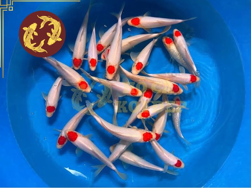 Cá koi Tancho – Biểu tượng mặt trời mọc trong văn hóa Nhật Bản 2 Tancho được lấy cảm hứng từ hạc đầu đỏ
