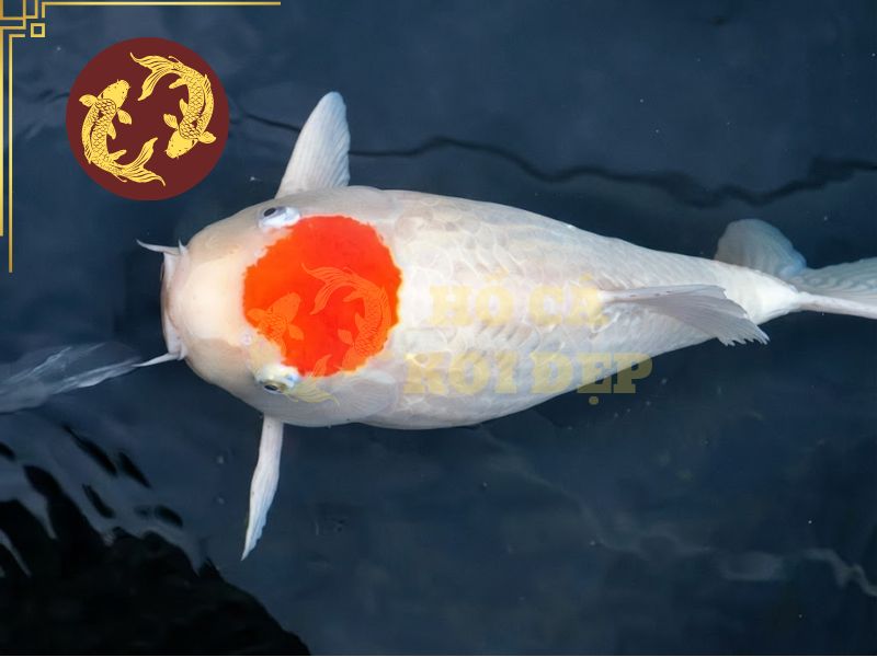 Cá koi Tancho – Biểu tượng mặt trời mọc trong văn hóa Nhật Bản 3 Tancho Kohaku là một trong những biến thể của họ nhà Tacho được ưa thích nhất