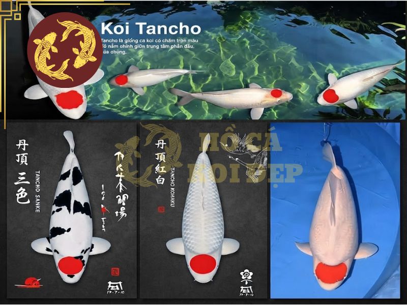 Cá koi Tancho – Biểu tượng mặt trời mọc trong văn hóa Nhật Bản 6 Cá koi Tancho là biểu tượng mang đậm bản sắc Nhật