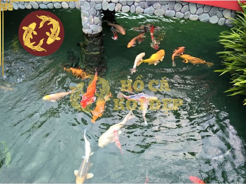 Thay nước hồ Koi bao nhiêu % và bao lâu một lần? 1 Cần thay nước hồ koi định kỳ để đảm bảo môi trường sống cân bằng cho cá