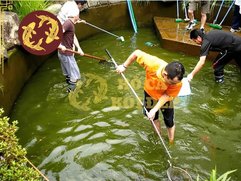 Thay nước hồ Koi bao nhiêu % và bao lâu một lần? 3 Cần loại bỏ rêu tảo trong hồ để hạn chế chất hữu cơ