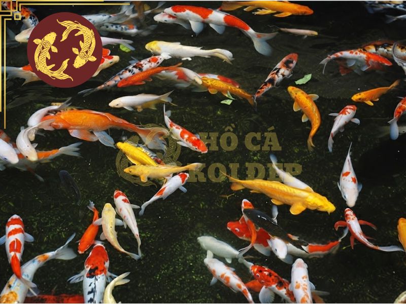 Thay nước hồ Koi bao nhiêu % và bao lâu một lần? 4 Cần theo dõi cá sau khi thay nước để kiểm tra các dấu hiệu bất thường