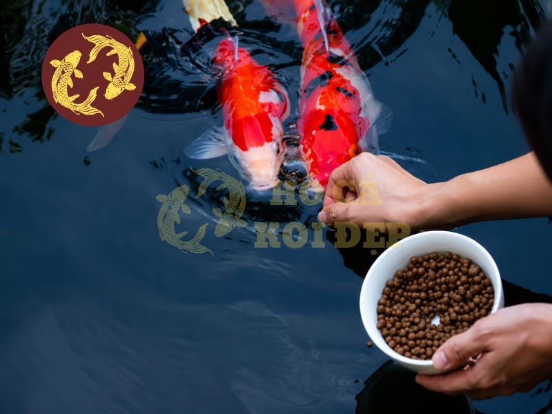 Thức Ăn Cho Cá Koi: Cách Chọn Đúng Để Cá Khỏe, Lớn Nhanh, Lên Màu Đẹp 2 Bên cạnh sức khỏe, chọn đúng thức ăn còn giúp cá koi giữ được form đẹp