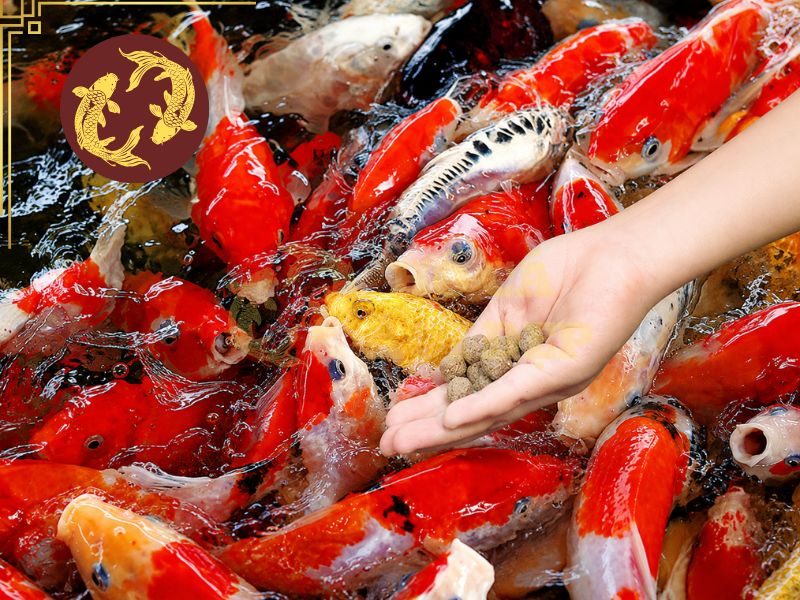 Thức Ăn Cho Cá Koi: Cách Chọn Đúng Để Cá Khỏe, Lớn Nhanh, Lên Màu Đẹp 7 Cần cho cá ăn với lượng hợp lý để tránh dư thừa và ô nhiễm nước