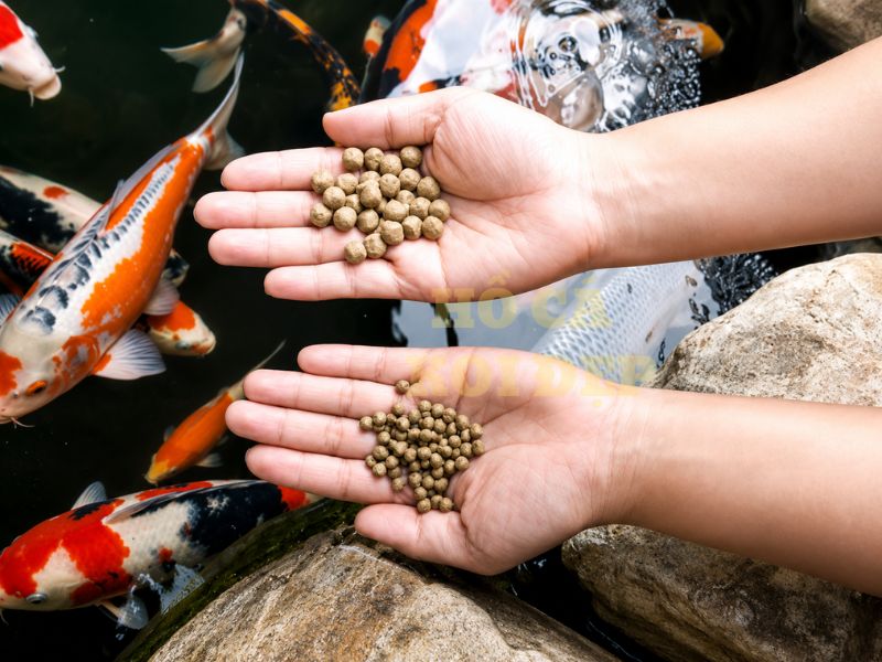 Thức Ăn Cho Cá Koi: Cách Chọn Đúng Để Cá Khỏe, Lớn Nhanh, Lên Màu Đẹp 8 Lựa chọn dòng thức ăn theo từng giai đoạn phát triển của cá