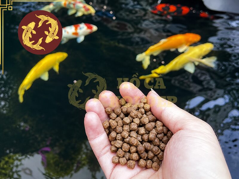 Thức ăn tăng màu cho cá koi: Những điều người mới nuôi cần biết 2 Sử dụng thức ăn tăng màu giúp màu đỏ đậm, đồng đều và bóng đẹp hơn