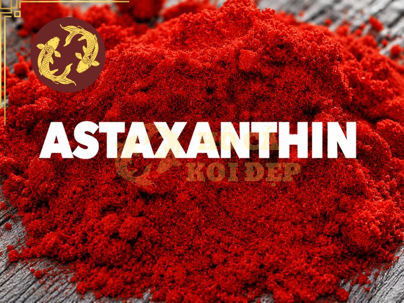 Thức ăn tăng màu cho cá koi: Những điều người mới nuôi cần biết 3 Astaxanthin được chiết xuất từ vi tảo và giáp xác