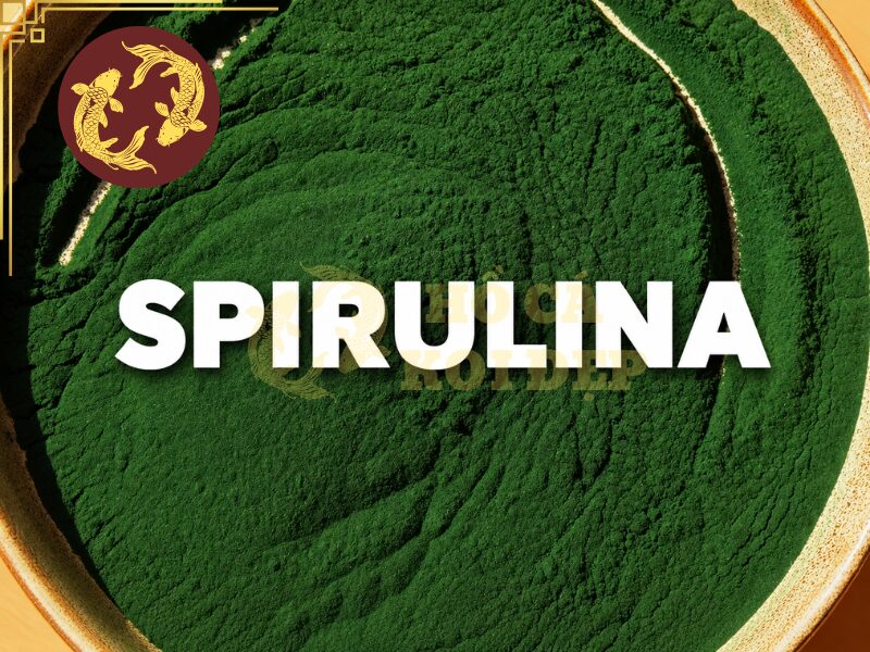 Thức ăn tăng màu cho cá koi: Những điều người mới nuôi cần biết 4 Spirulina xuất hiện trong hầu hết các dòng koi tăng màu chất lượng