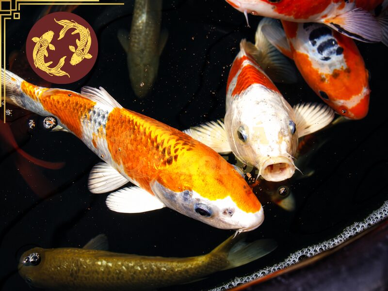 Thức ăn tăng màu cho cá koi: Những điều người mới nuôi cần biết 7 Sử dụng quá nhiều khiến cá khó hấp thụ dưỡng chất