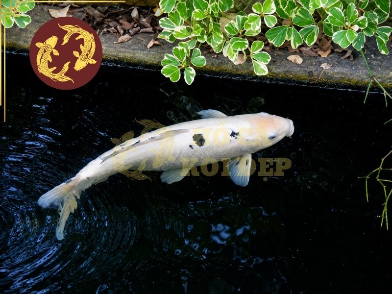 Cá Koi Bekko – Dòng Koi Nhật Bản Nổi Bật Với Hoa Văn Sumi 1 Cá Koi Bekko là một nhóm Koi Nhật Bản đặc trưng bởi các mảng Sumi màu đen nằm trên một nền màu đơn sắc