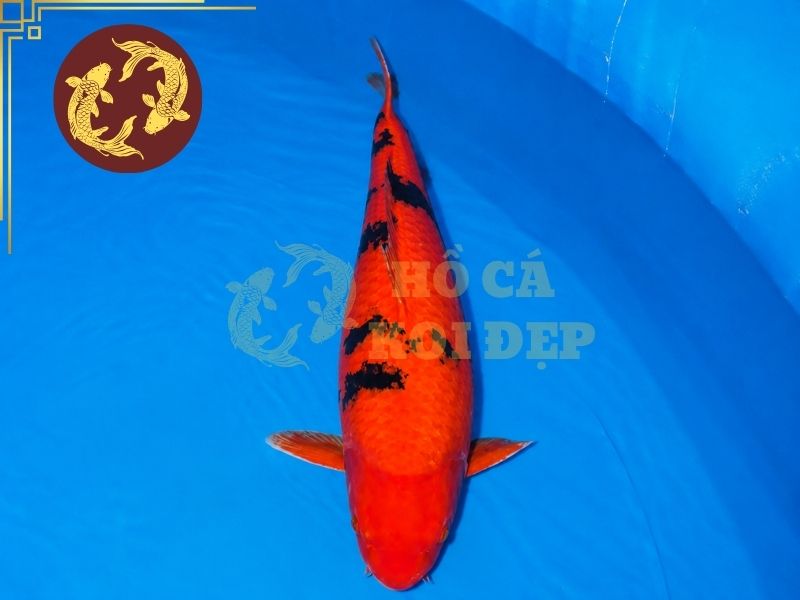 Cá Koi Bekko – Dòng Koi Nhật Bản Nổi Bật Với Hoa Văn Sumi 4 Cá Aka Bekko
