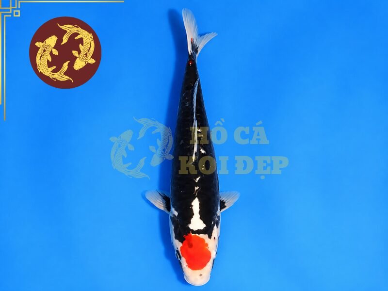 Tìm Hiểu Cá Koi Beni Kumonryu: Đặc Điểm Và Cách Chọn Cá Đẹp 2 Cá koi Beni Kumonryu có sự xuất hiện đồng thời của ba màu chủ đạo đỏ, đen, trắng