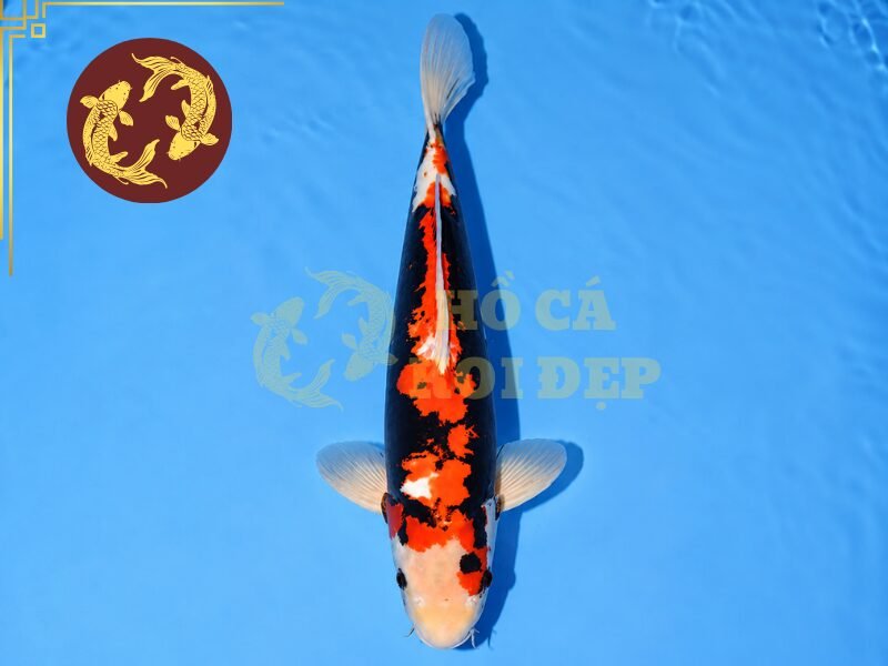 Tìm Hiểu Cá Koi Beni Kumonryu: Đặc Điểm Và Cách Chọn Cá Đẹp 4 Hoa văn không nhất thiết phải đối xứng hoàn toàn, bởi vẻ đẹp của Beni Kumonryu nằm nhiều ở sự độc đáo và biến đổi.