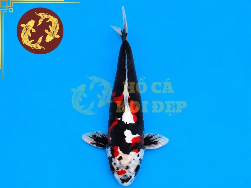 Tìm Hiểu Cá Koi Beni Kumonryu: Đặc Điểm Và Cách Chọn Cá Đẹp 1 Không chỉ sở hữu ngoại hình nổi bật, dòng cá này còn được yêu thích bởi sự biến đổi của hoa văn theo quá trình phát triển