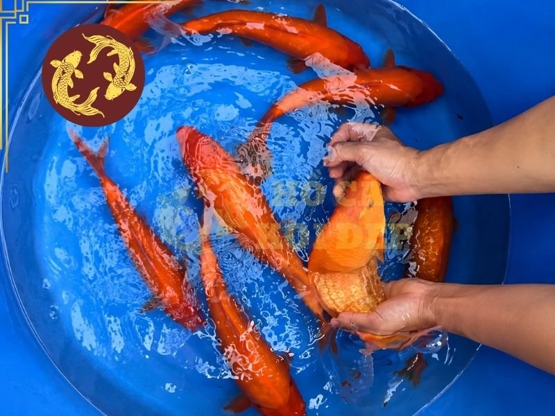 Cá Koi Benigoi: Tìm Hiểu Đặc Điểm Và Kinh Nghiệm Chọn Cá Đẹp 2 Vẻ đẹp của dòng cá này tập trung nhiều hơn vào độ sạch của màu đỏ, chất lượng da, dáng cá và sự đồng đều trên toàn thân.