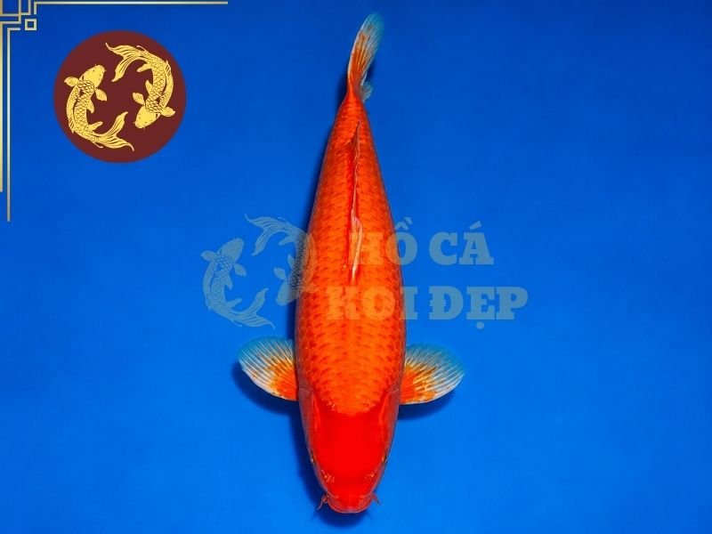 Cá Koi Benigoi: Tìm Hiểu Đặc Điểm Và Kinh Nghiệm Chọn Cá Đẹp 3 Khi quan sát, nên chú ý đến độ đồng đều của màu từ phần đầu, thân cho đến cuống đuôi.