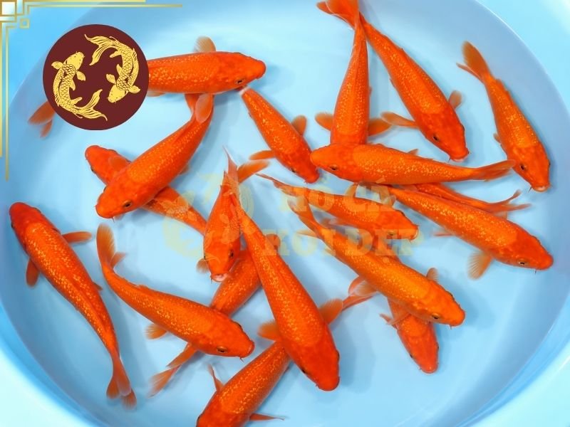 Cá Koi Benigoi: Tìm Hiểu Đặc Điểm Và Kinh Nghiệm Chọn Cá Đẹp 7 Cá koi Benigoi có thể phát triển kích thước đáng kể nếu được chăm sóc tốt, vì vậy cần tính đến kích thước cá khi trưởng thành ngay từ đầu