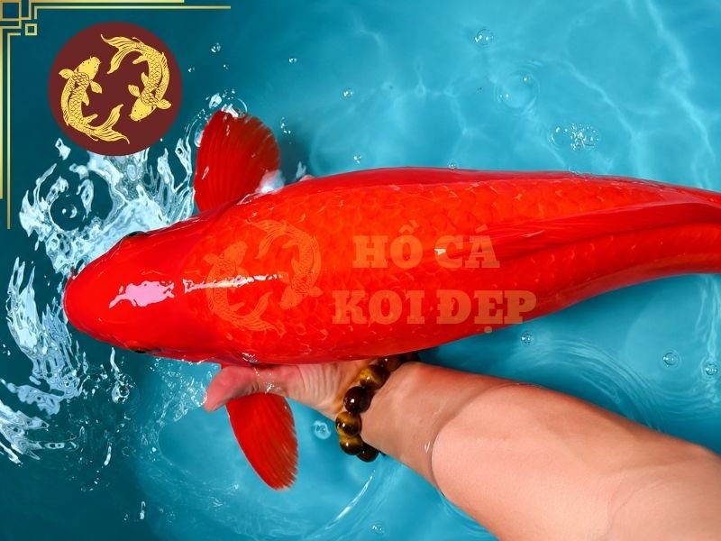 Cá Koi Benigoi: Tìm Hiểu Đặc Điểm Và Kinh Nghiệm Chọn Cá Đẹp 4 Một cá thể tốt thường có phần đầu cân đối, vai phát triển, thân hình hài hòa và cuống đuôi chắc khỏe.