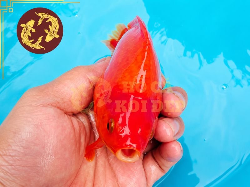 Cá Koi Benigoi: Tìm Hiểu Đặc Điểm Và Kinh Nghiệm Chọn Cá Đẹp 8 Người nuôi nên thường xuyên kiểm tra da, vây và màu đỏ trên cơ thể để kịp thời nhận ra những thay đổi bất thường.