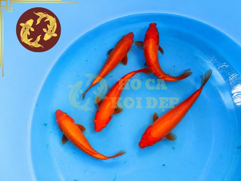 Cá Koi Benigoi: Tìm Hiểu Đặc Điểm Và Kinh Nghiệm Chọn Cá Đẹp 1 Cá koi benigoi tạo điểm nhấn bằng chính màu đỏ mạnh mẽ cùng dáng cá khỏe khoắn