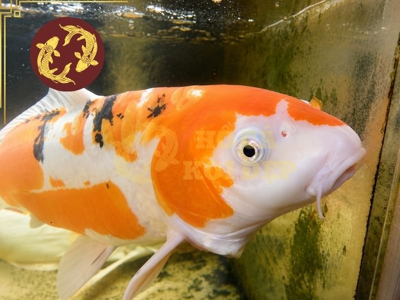 Cá Koi Bị Lồi Mắt: Nguyên Nhân, Cách Điều Trị Và Phòng Ngừa Hiệu Quả 2 Koi có thể bị va vào thành hồ, vật trang trí, đường ống hoặc bị những con cá khác tấn công.