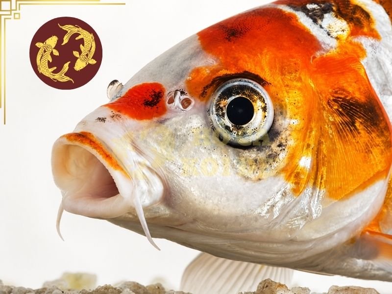Cá Koi Bị Lồi Mắt: Nguyên Nhân, Cách Điều Trị Và Phòng Ngừa Hiệu Quả 5 Kiểm tra hồ thường xuyên và loại bỏ những yếu tố có khả năng gây trầy xước hoặc va chạm mạnh.
