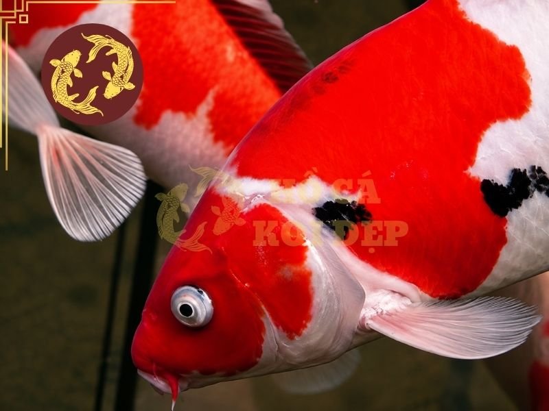 Cá Koi Bị Mờ Mắt Phải Làm Sao? Hướng Dẫn Xử Lý Và Phòng Ngừa 3 Người nuôi nên quan sát xem cá có bỏ ăn, nằm đáy, bơi lờ đờ, cọ mình hoặc xuất hiện vết thương trên cơ thể hay không.