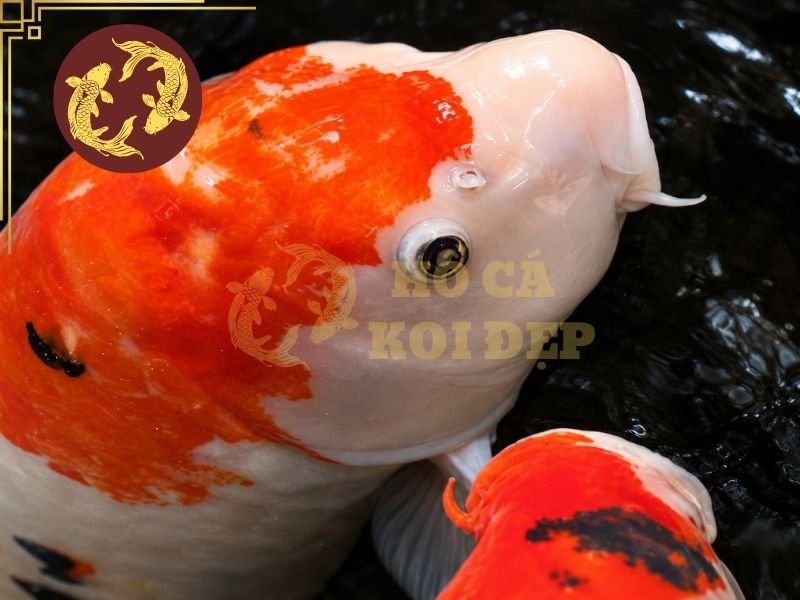 Cá Koi Bị Mờ Mắt Phải Làm Sao? Hướng Dẫn Xử Lý Và Phòng Ngừa 5 Đá, vật trang trí hoặc các thiết bị có cạnh sắc có thể khiến Koi bị va chạm và tổn thương mắt.