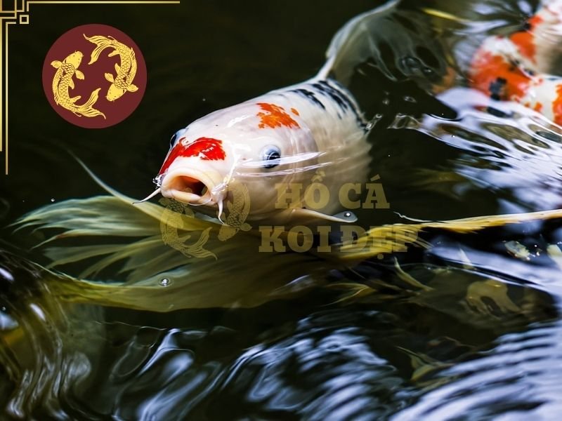 Cá Koi Bị Rách Vây Do Đâu? Hướng Dẫn Chăm Sóc Và Điều Trị 1 Cá koi bị rách vây là một trong những tình trạng diễn ra khá phổ biến