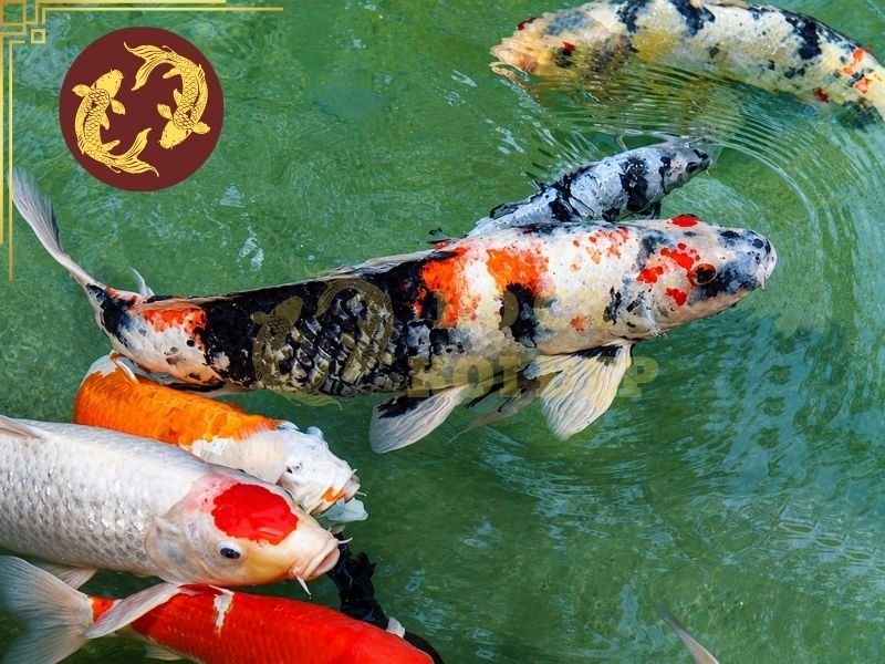 Cá Koi Bị Rách Vây Do Đâu? Hướng Dẫn Chăm Sóc Và Điều Trị 3 Khi nhiều cá tập trung tranh thức ăn, những va chạm giữa các cá thể có thể khiến vây bị rách.