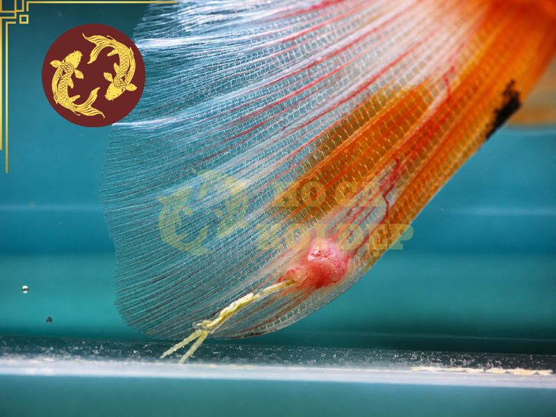 Cách Trị Cá Koi Bị Trùng Mỏ Neo Hiệu Quả 3 Biểu hiện dễ thấy bằng mắt thường là trên thân cá xuất hiện những sợi như sợi chỉ