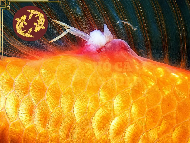 Cách Trị Cá Koi Bị Trùng Mỏ Neo Hiệu Quả 5 Khi gắp cần loại bỏ cả phần đầu để tránh viêm nhiễm kéo dài