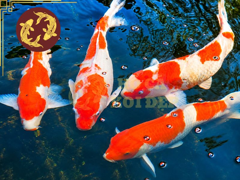 Cách Trị Cá Koi Bị Trùng Mỏ Neo Hiệu Quả 6 Chất lượng nước tốt sẽ giúp hạn chế sự phát triển của trùng mỏ neo và tăng sức đề kháng cho cá