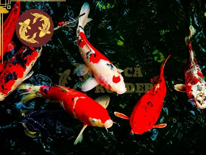 Tình Trạng Cá Koi Bị Tuột Nhớt Và Những Điều Người Nuôi Cần Biết 1 Lớp nhớt có vai trò hỗ trợ bảo vệ da cá trước những tác động từ bên ngoài, đồng thời giúp giảm ma sát khi cá di chuyển trong nước.