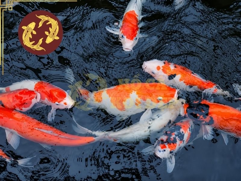Tình Trạng Cá Koi Bị Tuột Nhớt Và Những Điều Người Nuôi Cần Biết 2 Một số dấu hiệu ban đầu đánh giá tình trạng cá koi bị tuột nhớt