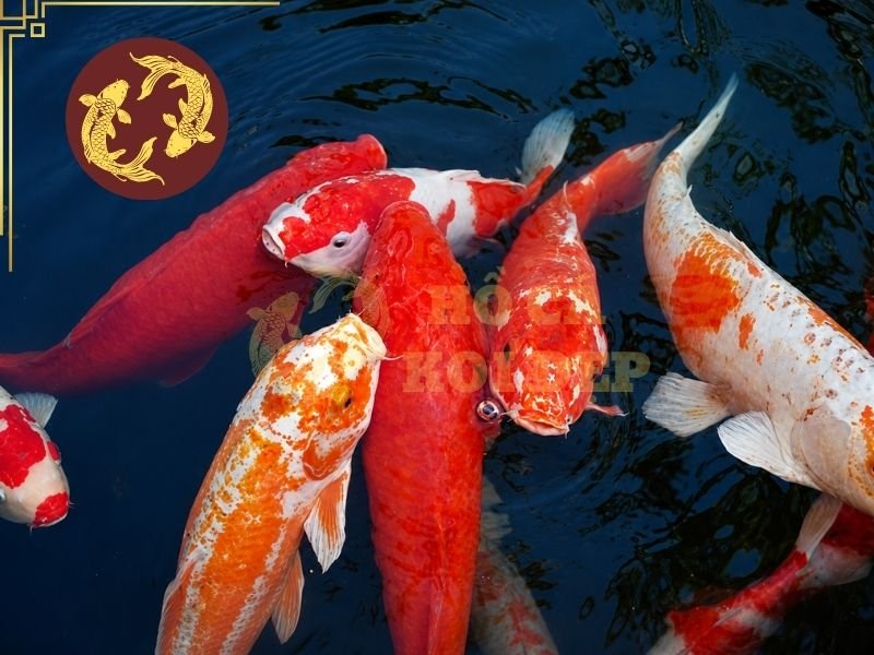 Tình Trạng Cá Koi Bị Tuột Nhớt Và Những Điều Người Nuôi Cần Biết 3 Quá trình bắt, di chuyển hoặc vận chuyển có thể khiến Koi mất nhớt nếu cá bị tiếp xúc và cọ xát quá nhiều với lưới, tay hoặc các dụng cụ
