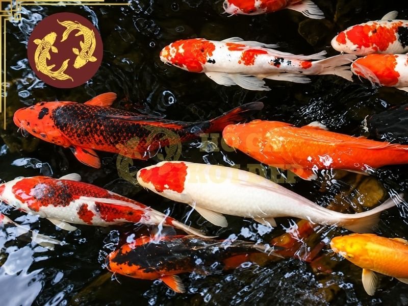 Tình Trạng Cá Koi Bị Tuột Nhớt Và Những Điều Người Nuôi Cần Biết 4 Stress là nguyên nhân thường bị bỏ qua khi tìm hiểu về tình trạng cá Koi bị tuột nhớt.